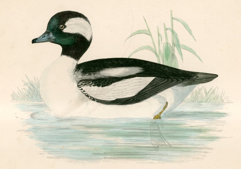 Buffel dirigido pato de Beverley R. Morris