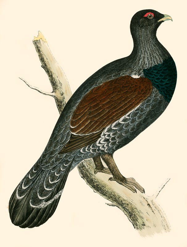Capercaillie de Beverley R. Morris