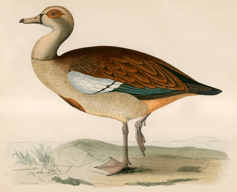 Ganso egípcio de Beverley R. Morris