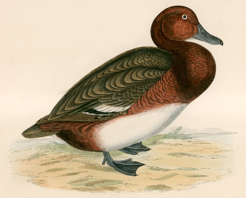 Pato Ferruginoso de Beverley R. Morris
