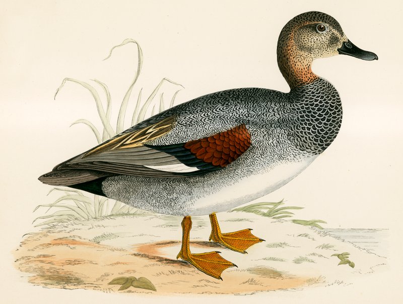 Gadwall de Beverley R. Morris