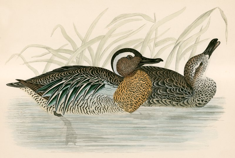 Garganey Teal de Beverley R. Morris