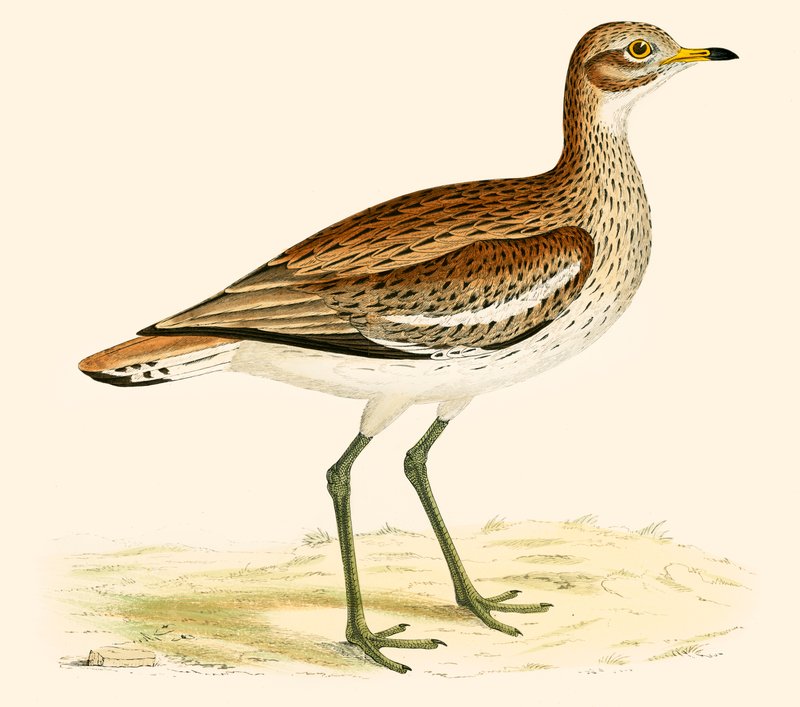 Great Plover de Beverley R. Morris