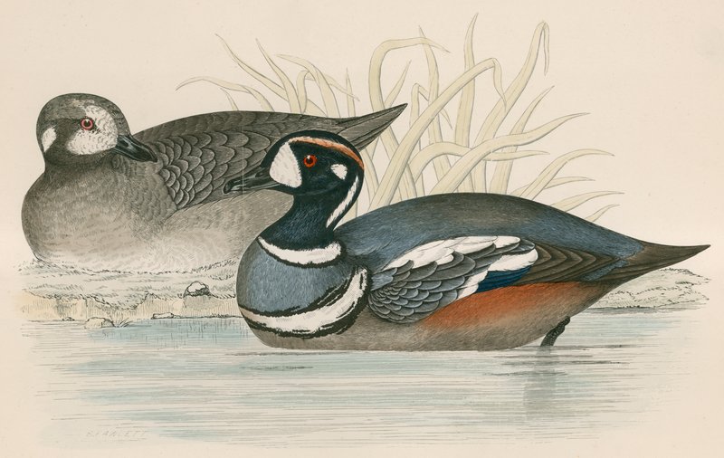 Pato Arlequim de Beverley R. Morris