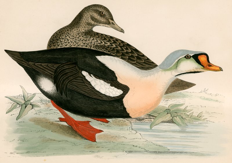 Rei Pato de Beverley R. Morris