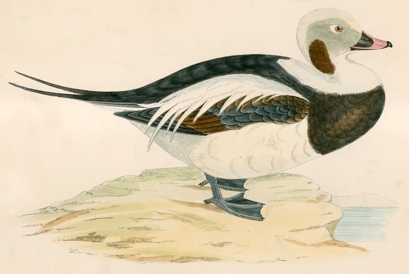 Pato de cauda longa de Beverley R. Morris