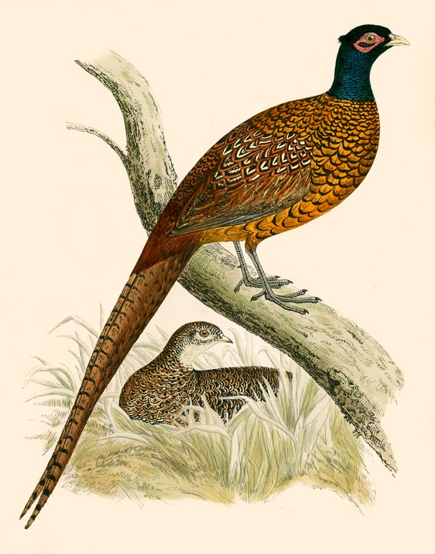 Faisão de Beverley R. Morris