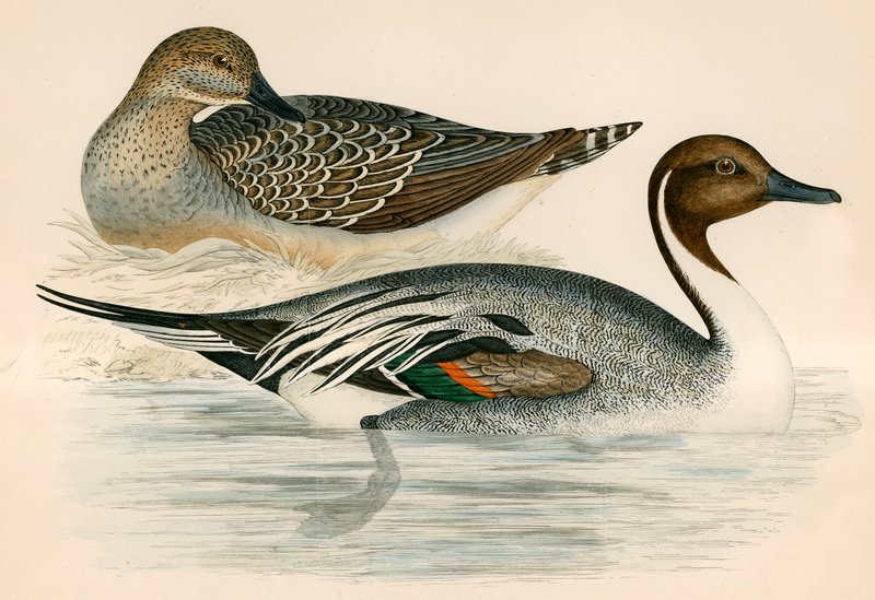 Pato do arrabio de Beverley R. Morris