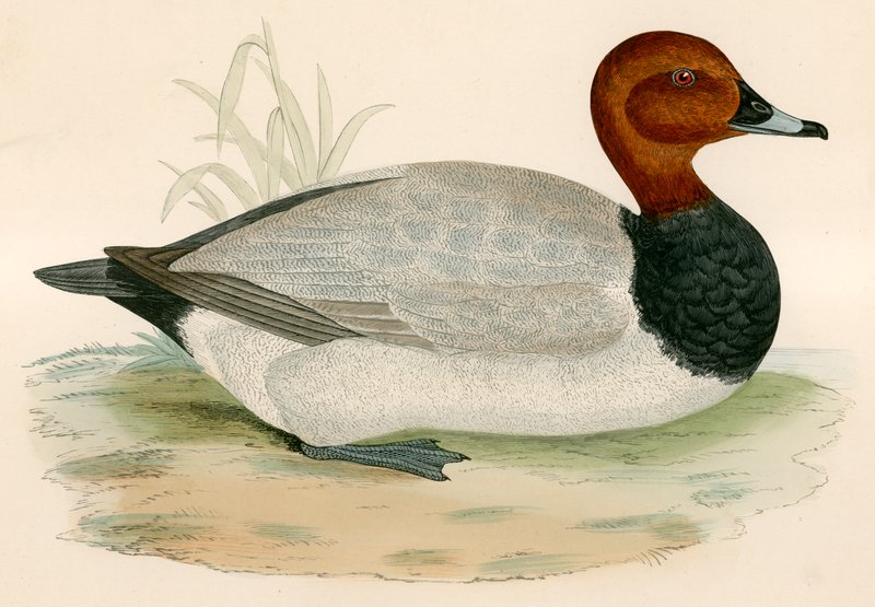 Larro de Beverley R. Morris