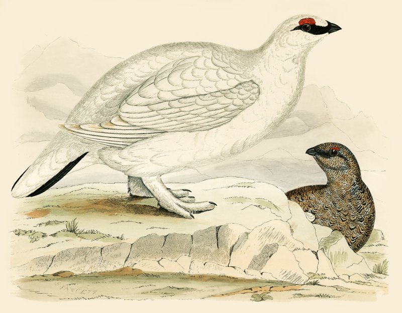 Lagópode dos Alpes de Beverley R. Morris