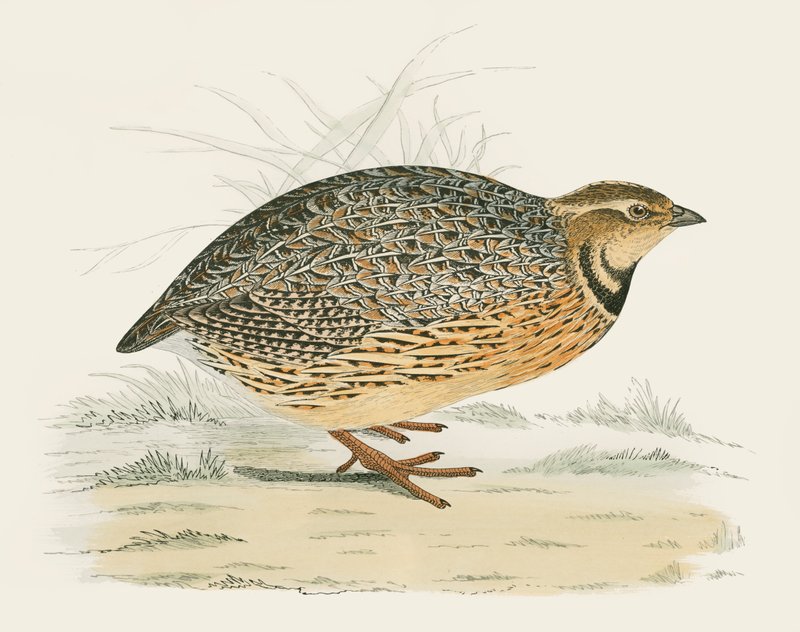 Codorna de Beverley R. Morris