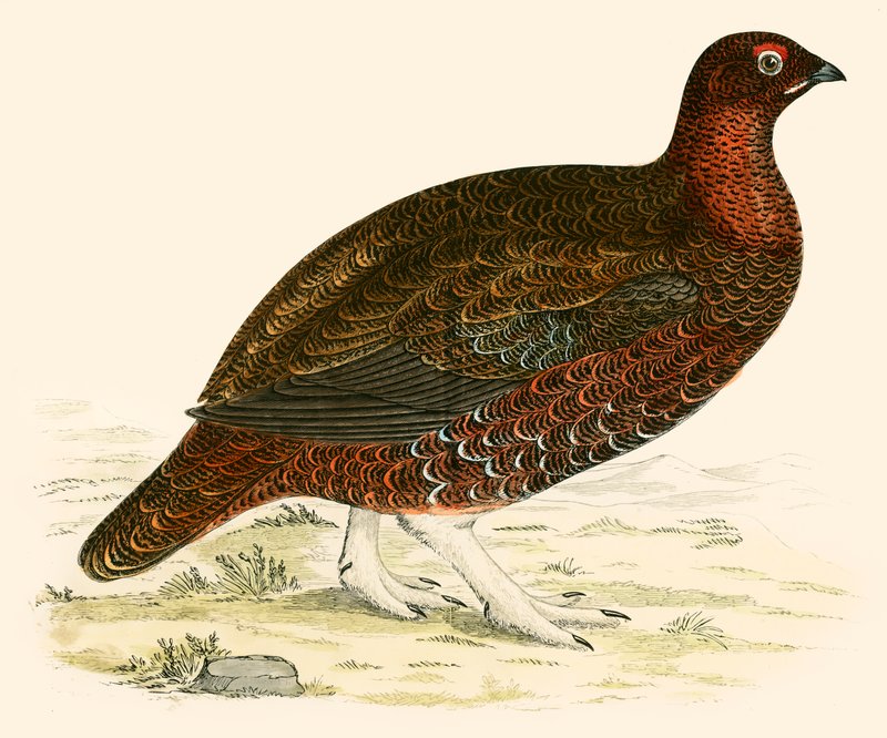 Galo vermelho de Beverley R. Morris