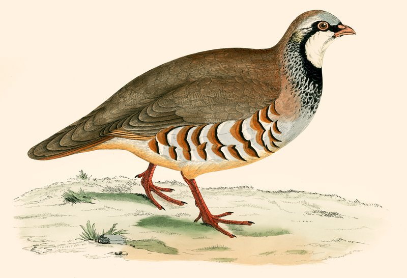 Perdiz-de-patas-vermelhas de Beverley R. Morris