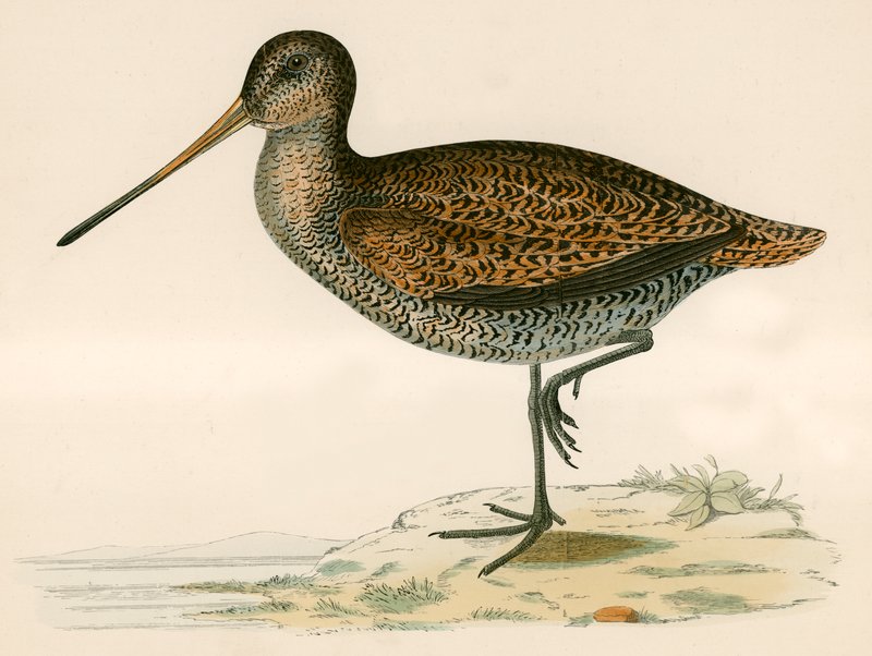 Snipe de Sabine de Beverley R. Morris