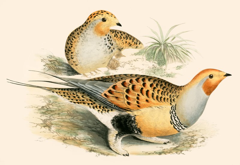 Sand Grouse de Beverley R. Morris