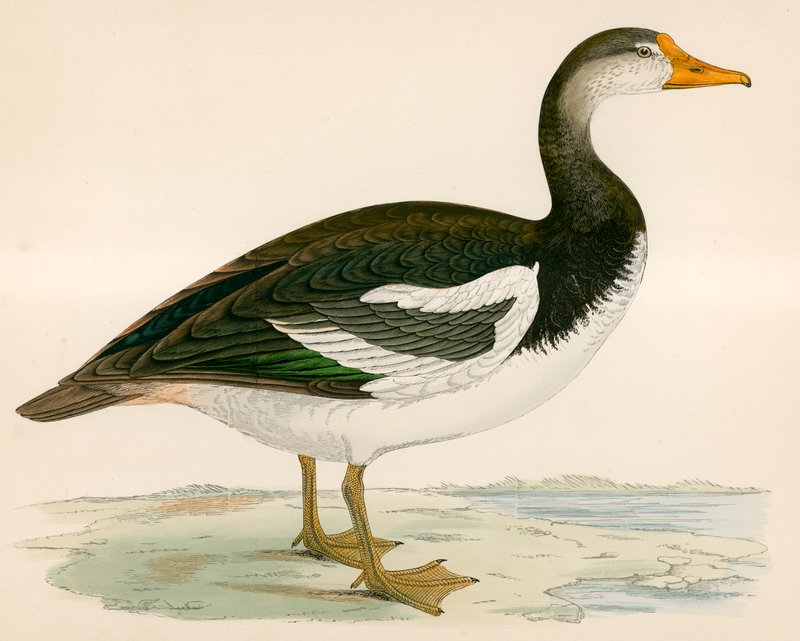 Esporão Ganso Alado de Beverley R. Morris