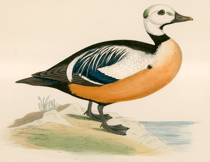 Pato do Oeste de Steller de Beverley R. Morris