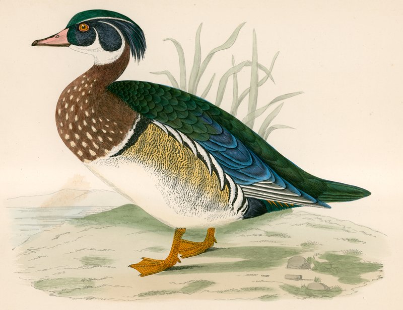 Pato De Verão de Beverley R. Morris