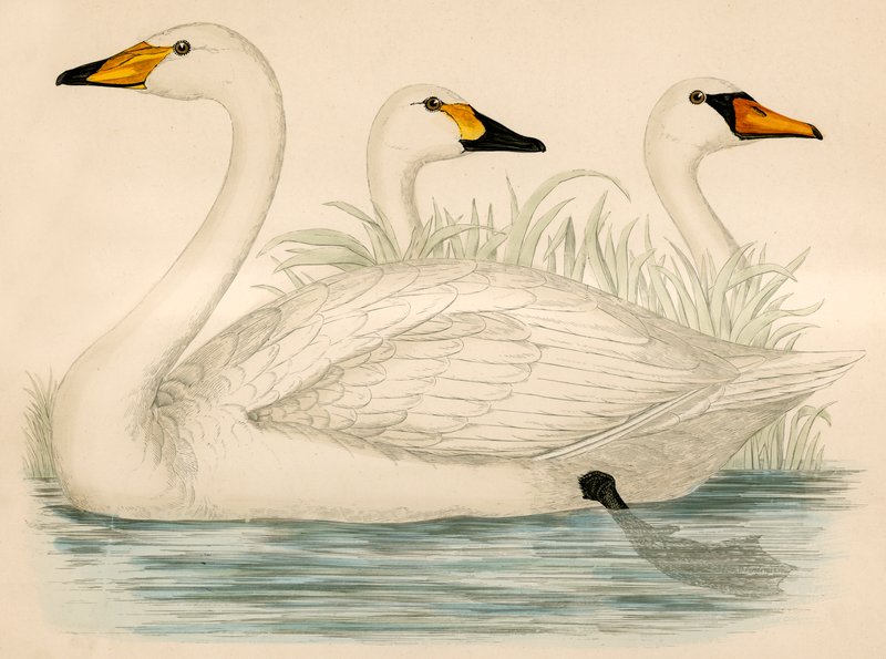 Cisnes de Beverley R. Morris