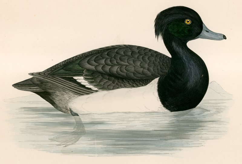 Pato Tupido de Beverley R. Morris