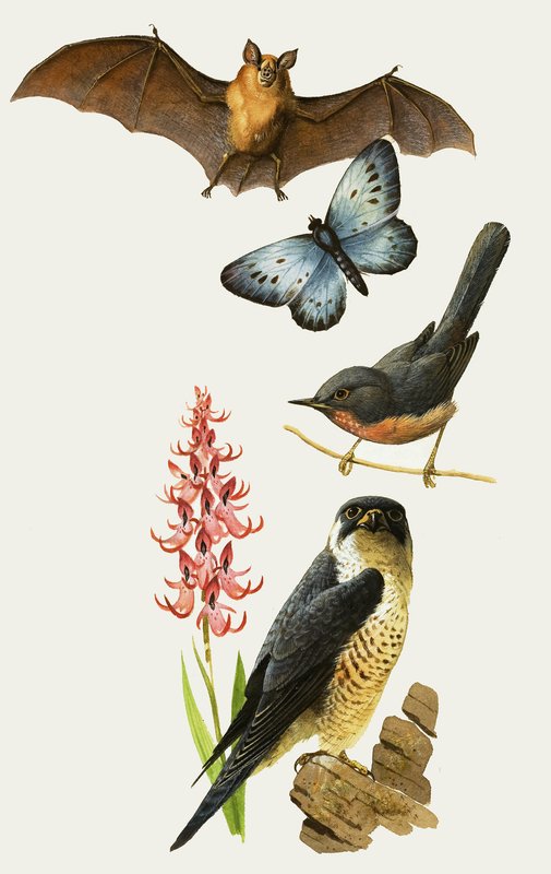 Vida selvagem britânica ameaçada de extinção de Bob Hersey