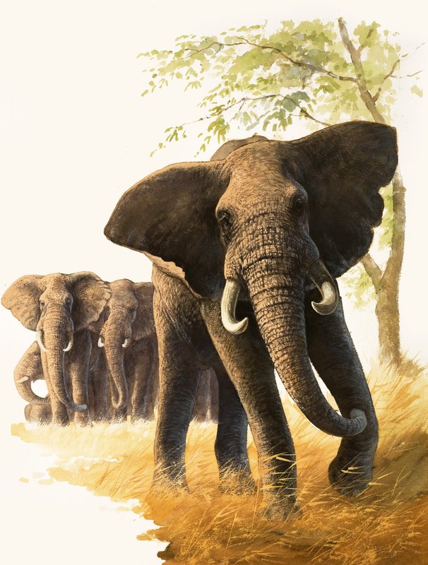 Elefante macho a guardar elefantes fêmeas e crias de Bob Hersey