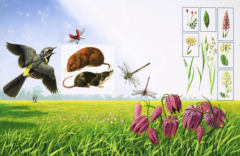 Os campos floridos, incluindo a alvéola cinzenta, o cardeal vermelho, a ratazana do campo e diversas variedades de ervas e plantas de Bob Hersey