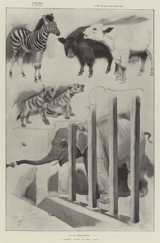 Um show de bebê no zoológico de Cecil Charles Windsor Aldin