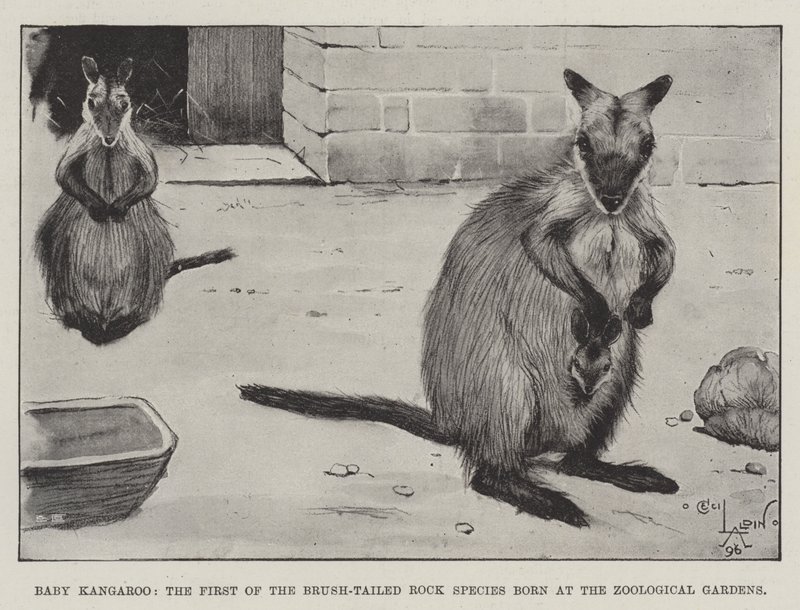 Canguru do bebê, a primeira das espécies de rocha com cauda de escova nascida nos jardins zoológicos de Cecil Charles Windsor Aldin