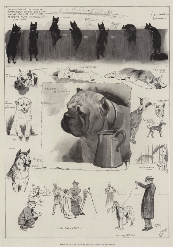 Cães de Todas as Nações no Westminster Aquarium de Cecil Charles Windsor Aldin