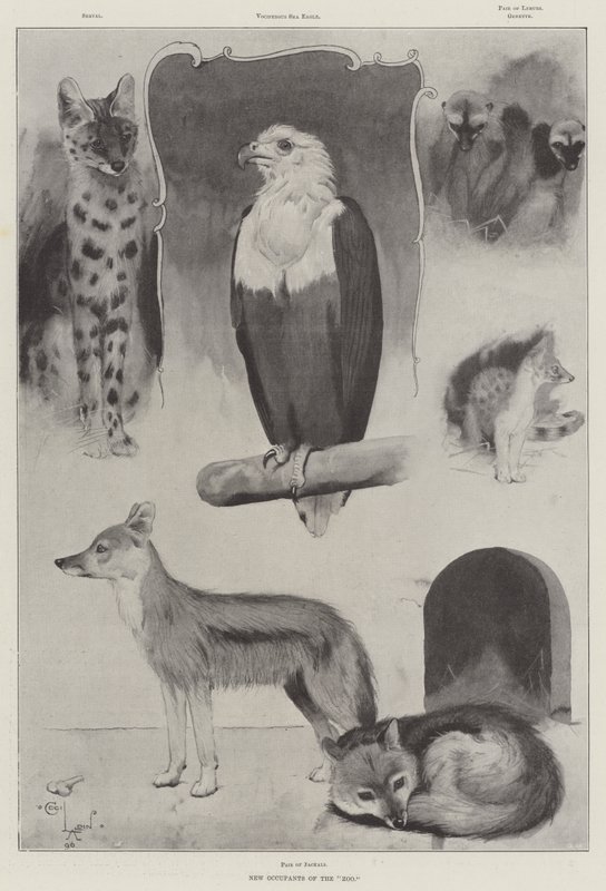 Novos ocupantes do zoológico de Cecil Charles Windsor Aldin