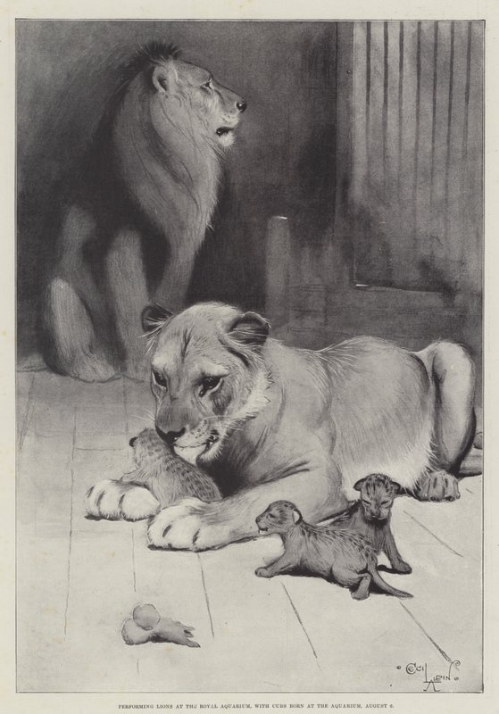 Realizando Leões no Royal Aquarium, com Cubs nascidos no Aquarium, 6 de agosto de Cecil Charles Windsor Aldin