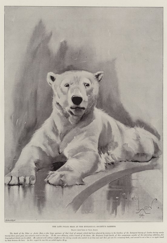 O urso polar atrasado nos jardins da Sociedade Zoológica de Cecil Charles Windsor Aldin