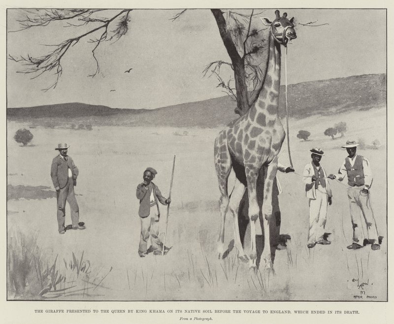 A girafa apresentada à rainha pelo rei Khama em seu solo nativo antes da viagem para a Inglaterra, que terminou em sua morte de Cecil Charles Windsor Aldin