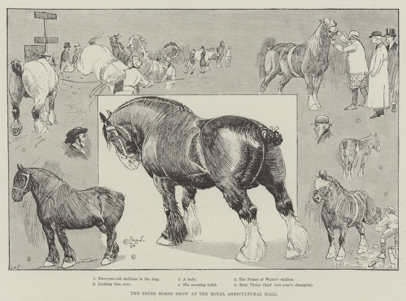 O Shire Horse Show no Royal Agricultural Hall de Cecil Charles Windsor Aldin