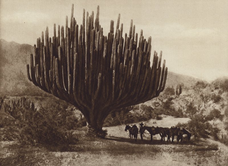 México: Candelero cactus, Oaxaca (foto a p/b) de Cecile Seler Sachs