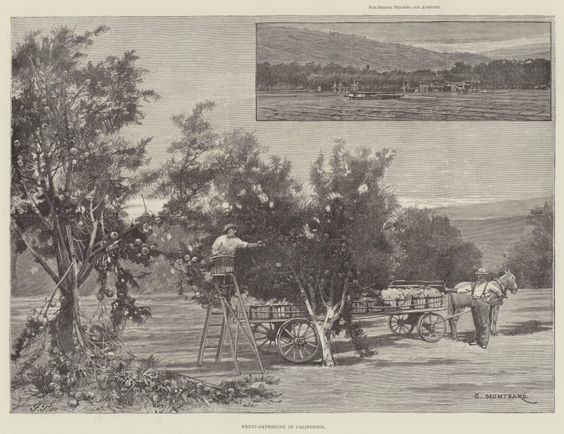 Encontro de frutas na Califórnia de Charles Auguste Loye
