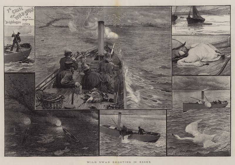Tiro de cisne selvagem em Essex de Charles J. Staniland