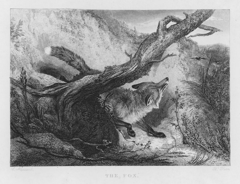 A Raposa (gravura) de Charles (after) Hancock
