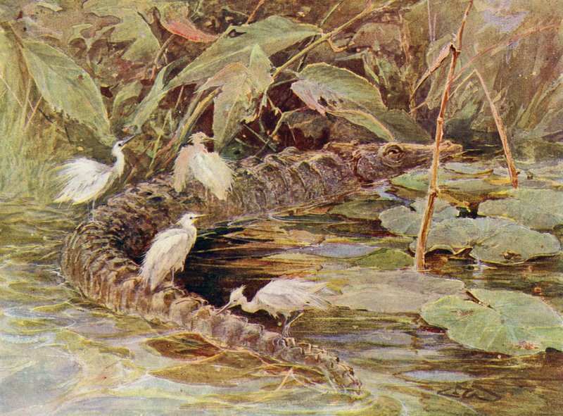 Garças de crocodilo e atendente (lito colorido) de Charles (after) Whymper