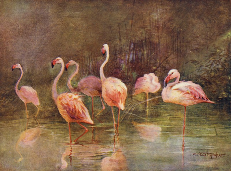 Flamingos (cor litho) de Charles (after) Whymper