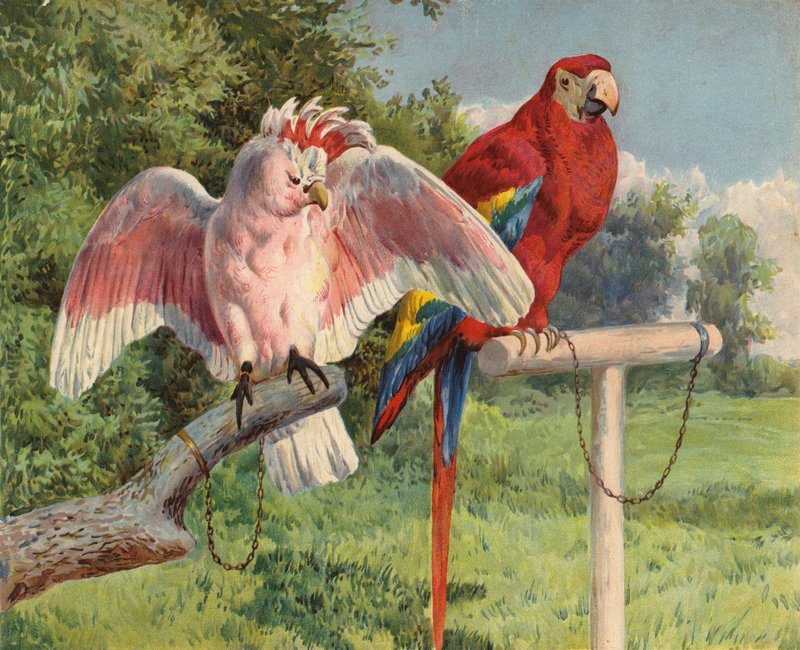 Cockatoo e Arara (chromolitho) de Charles Collins