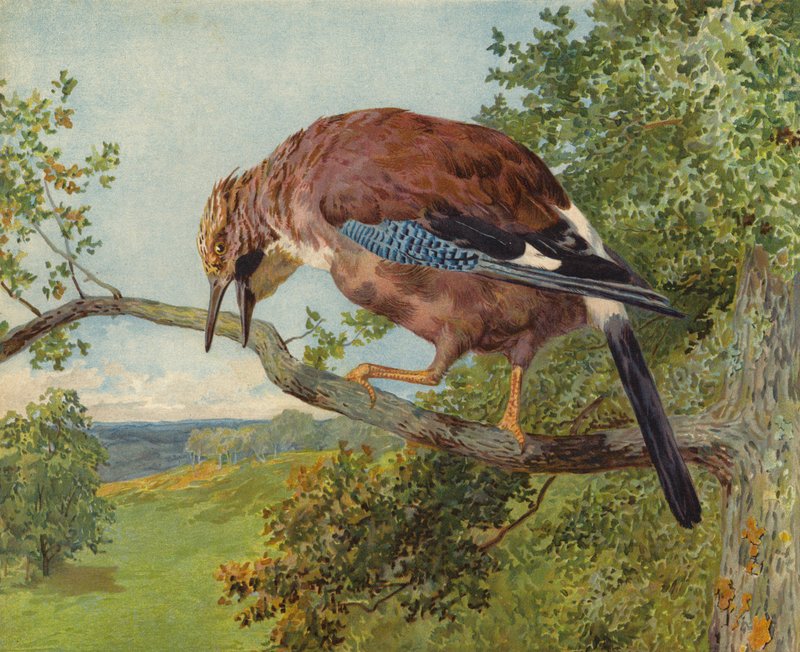 Eurasian Jay (chromolitho) de Charles Collins