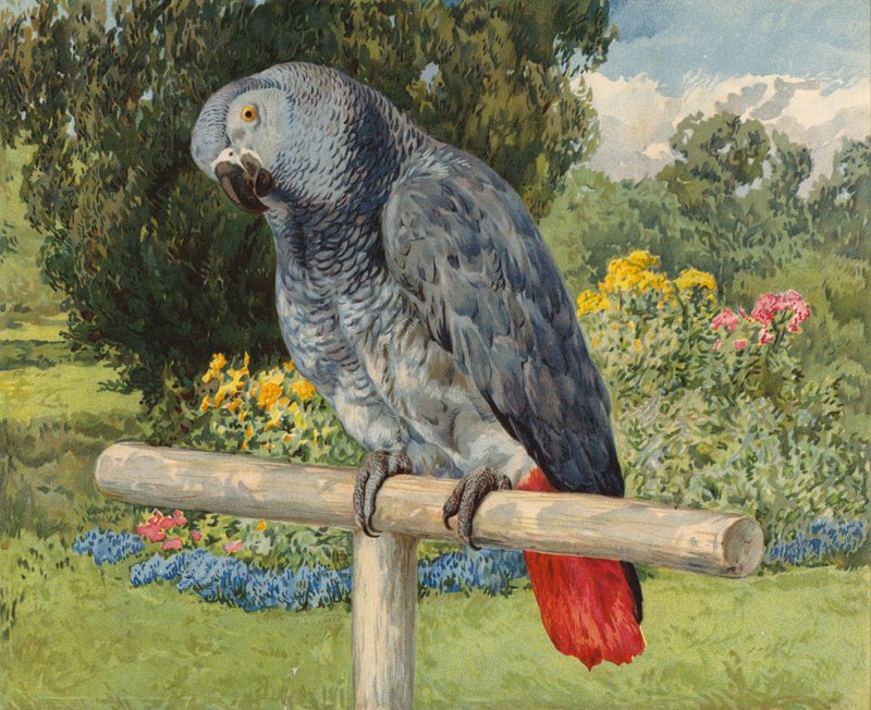 Papagaio Cinzento (chromolitho) de Charles Collins