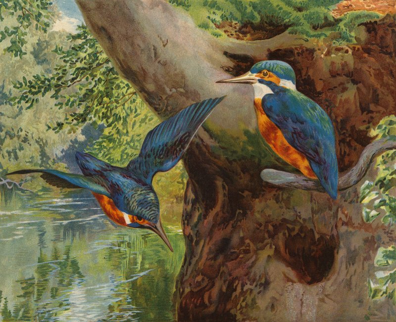 Peixe-rei (chromolitho) de Charles Collins