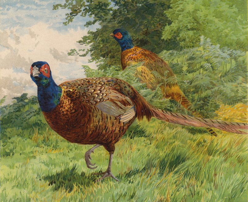 Faisões (chromolitho) de Charles Collins