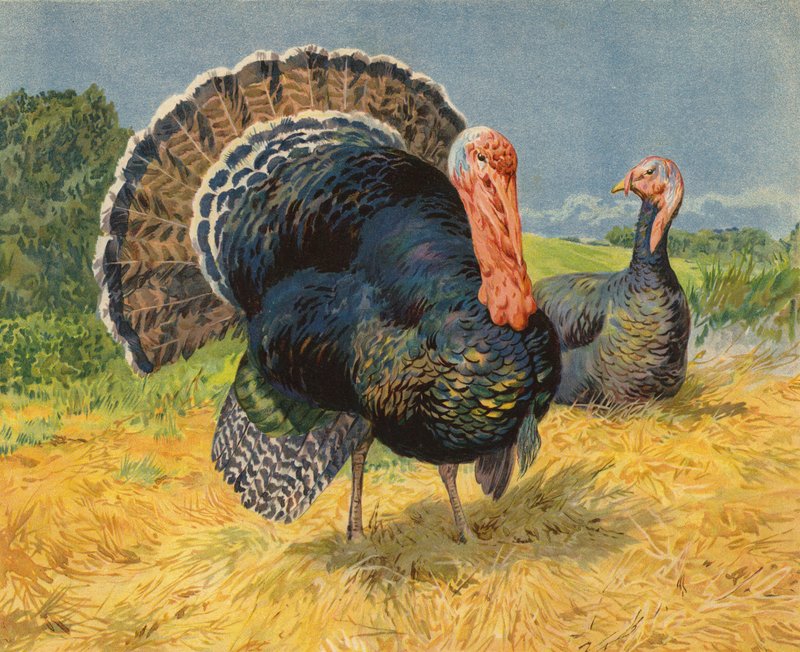 Perus (chromolitho) de Charles Collins
