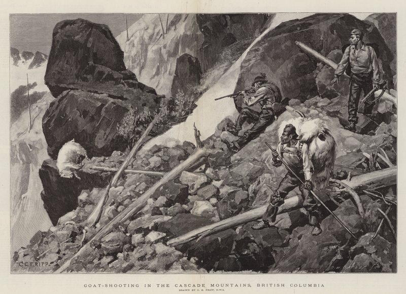 Tiro de cabra nas Montanhas Cascade, na Colúmbia Britânica de Charles Edwin Fripp