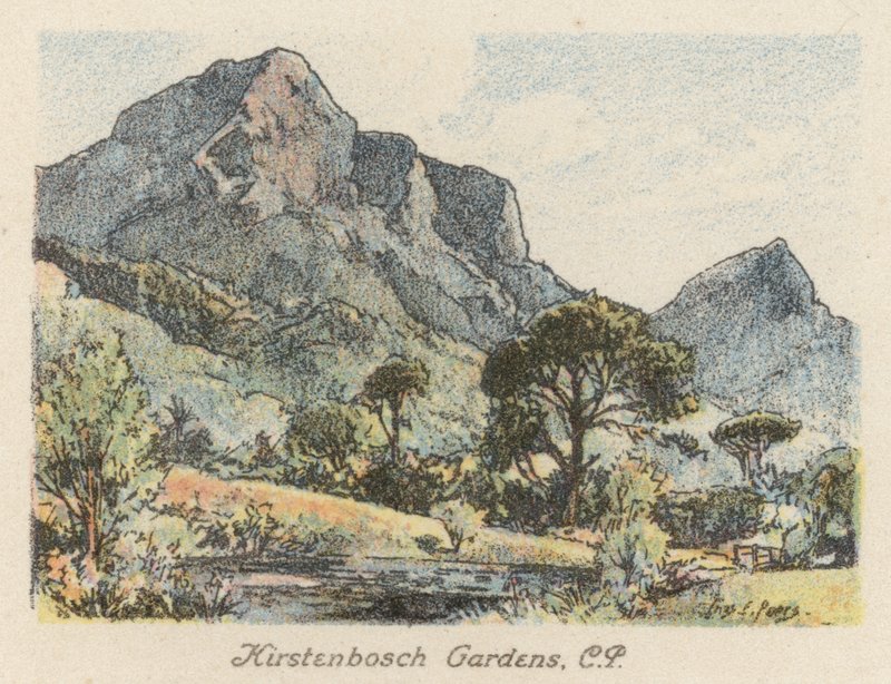 África do Sul: Jardins de Kirstenbosch, CP (litografia a cores) de Charles Ernest Peers