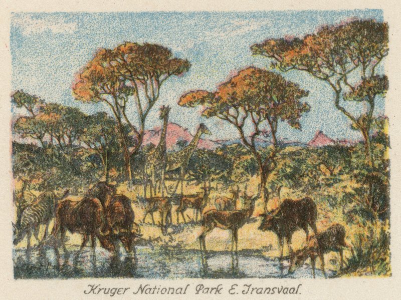 África do Sul: Parque Nacional Kruger, E Transvaal (litografia a cores) de Charles Ernest Peers
